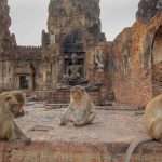 Monkey Temple, Lopburi, Monkeys, Thailand