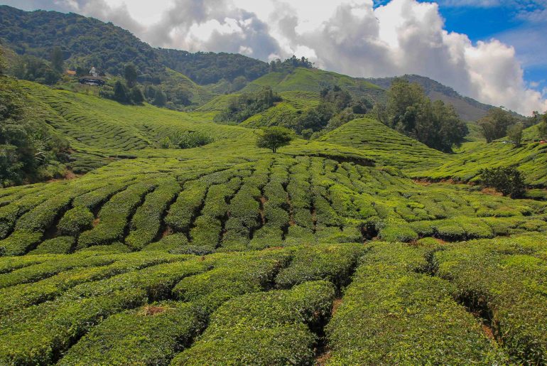 Tea Plantation, Cameron Highlands, Malaysia