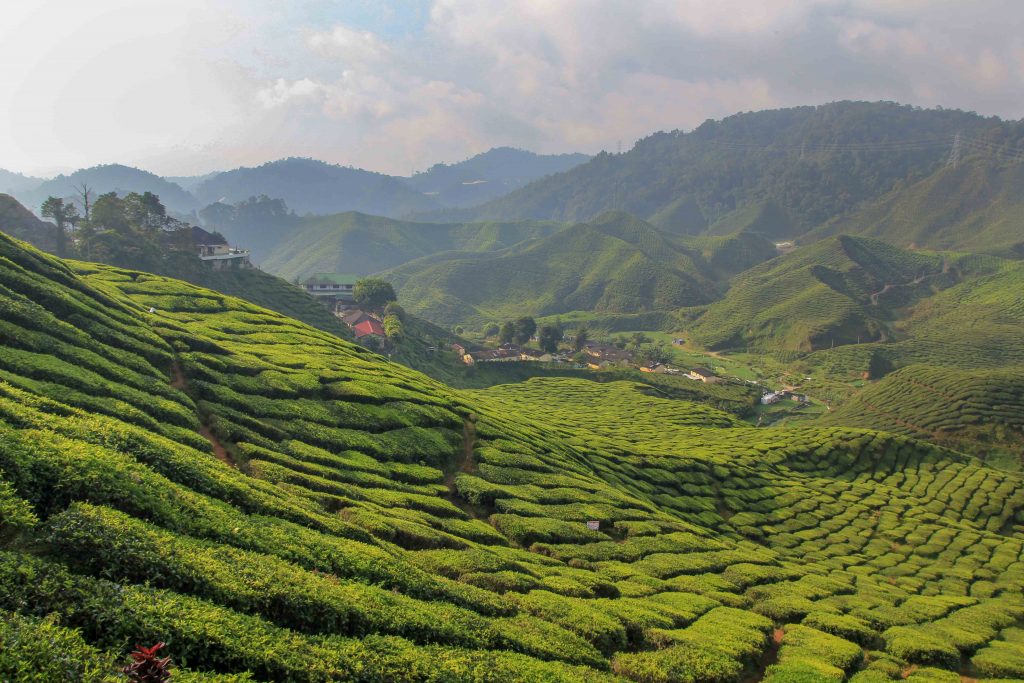 Bharat Tea Plantation, Cameron Highlands, Malaysia