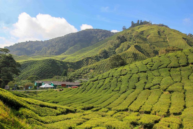 Tea Plantation, Cameron Highlands, Malaysia