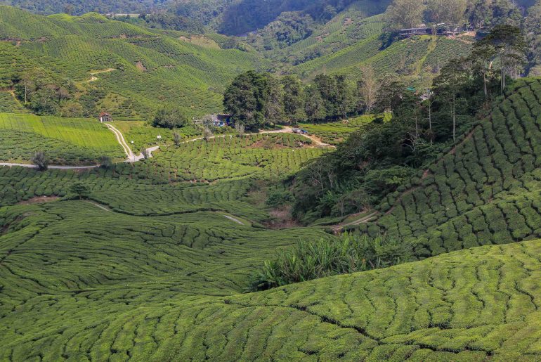 Tea Plantation, Teeplantage, Cameron Highlands, Malaysia