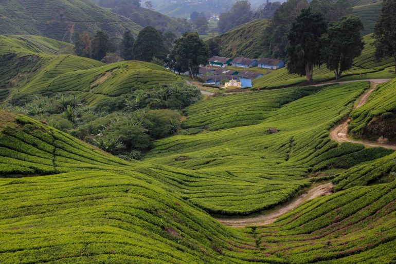 Teeplantage, Cameron Highlands, Malaysia