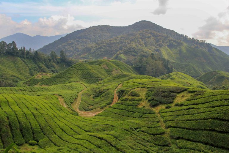 Teeplantage, Cameron Highlands