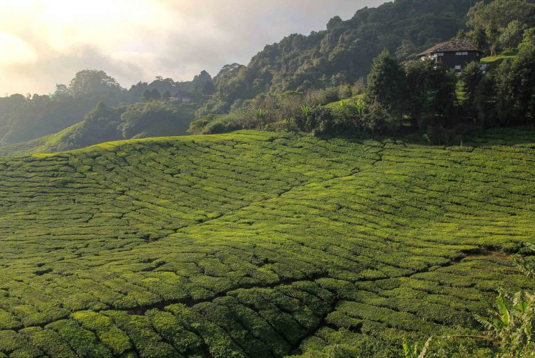 Cameron Highlands, Sungai Palas BOH Tea Plantation