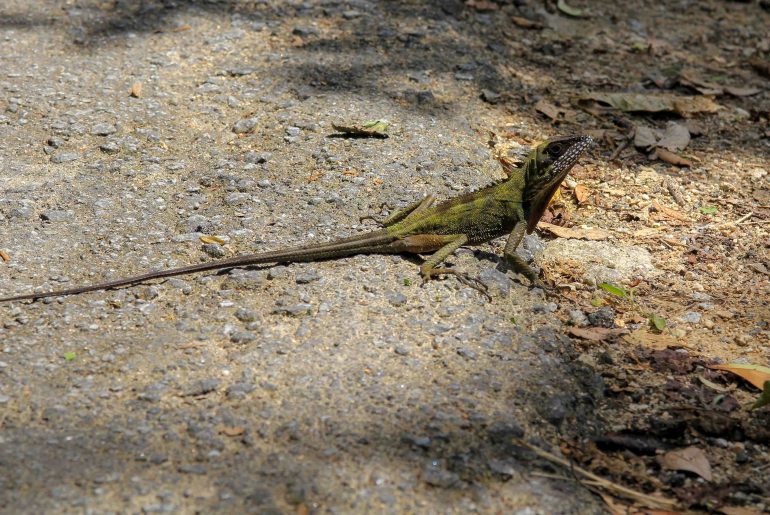Mossy Forest, Animals, Gunung Brinchang