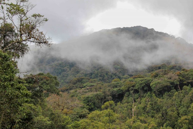 Mossy Forest, Cameron Highlands, Gunung Brinchang , Jungle