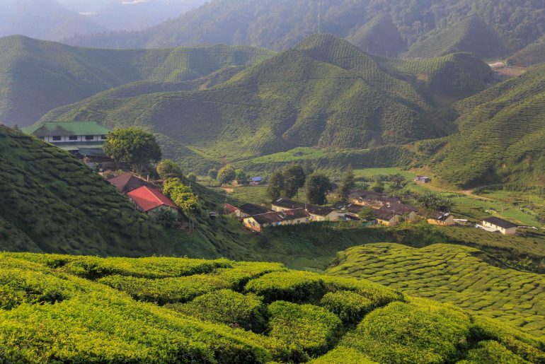 Bharat Tea Plantation, Teeplantage, Cameron Highlands
