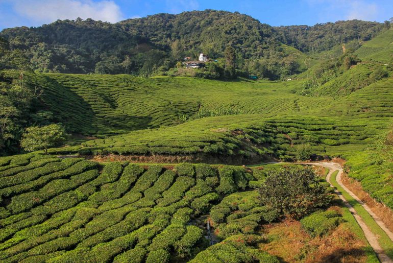 Sungai Palas BOH Tea Plantation, Cameron Highlands