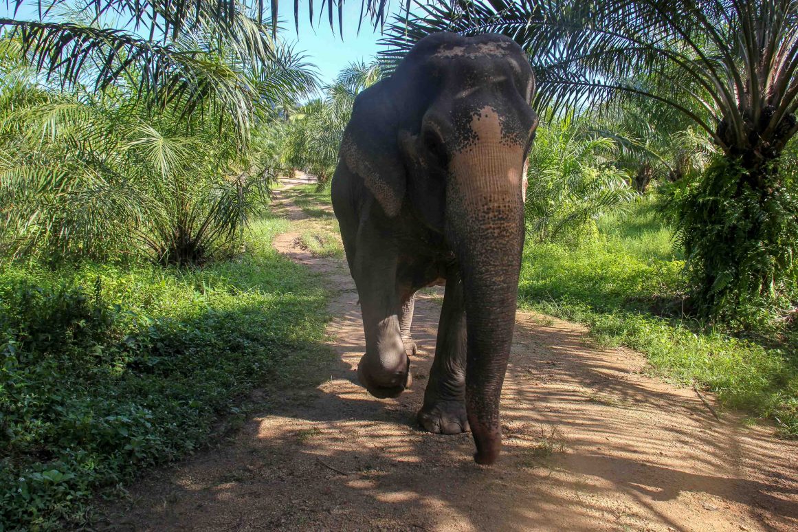 Khao Sok Elefanten ©Jürgen Reichenpfader