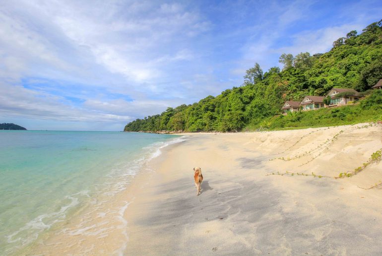 Koh Adang, Beach, Thailand, Dog