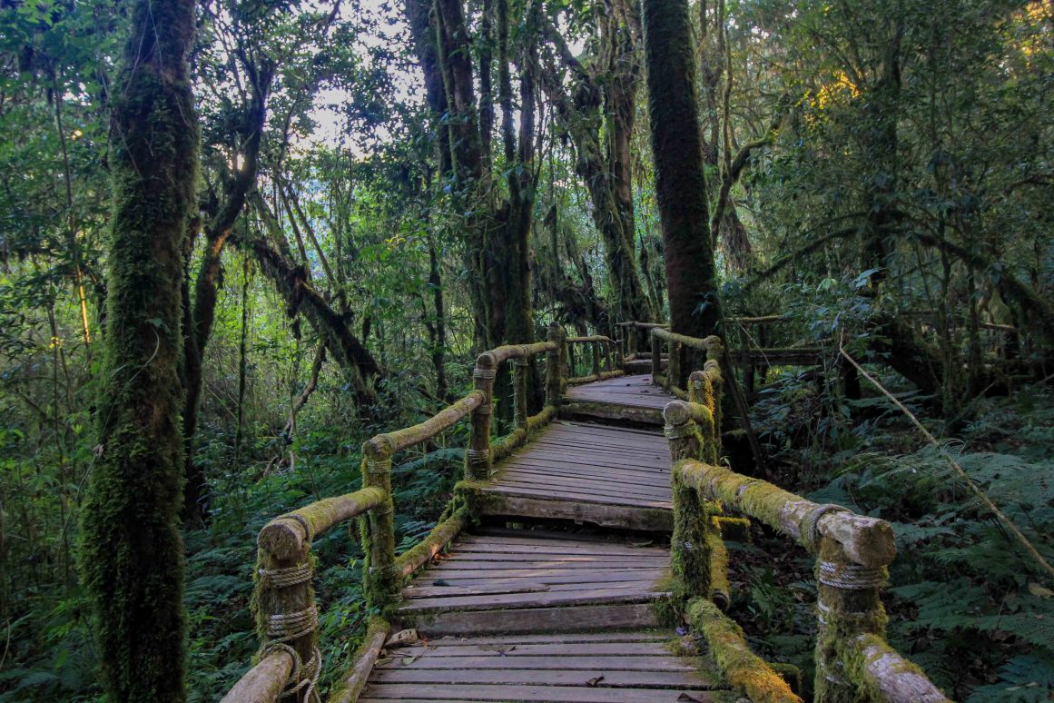Ang Ka Luang Nature Trail - Doi Inthanon Nationalpark ©Jürgen Reichenpfader