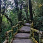 Wanderung, Dschungel, Doi Inthanon Nationalpark, Berg