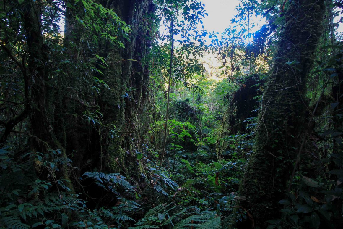 Ang Ka Luang Nature Trail - Doi Inthanon Nationalpark ©Jürgen Reichenpfader