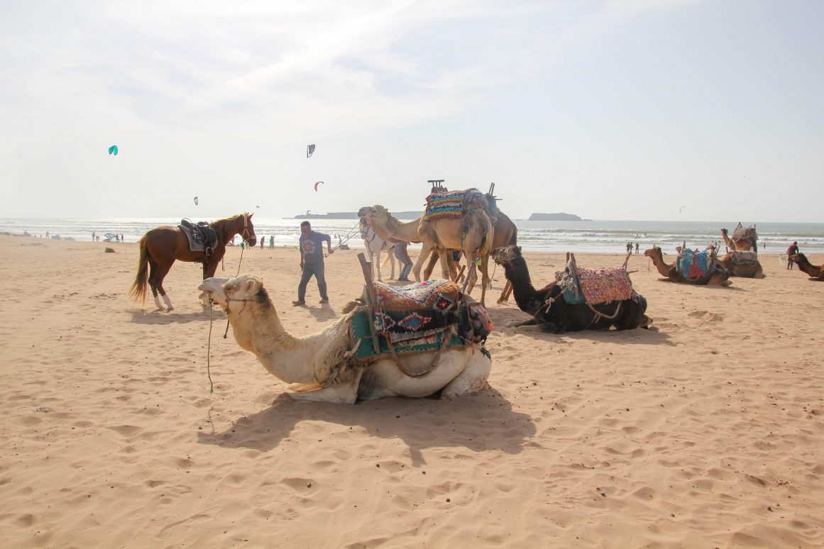 Plage Essaouira - Maroc ©Jürgen Reichenpfader