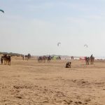 Essauoira Beach, Camels, Kiter, Surfer, Morocco