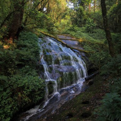 Kaew Mae Pan Nature Trail - Doi Inthanon Nationalpark ©Jürgen Reichenpfader
