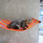 Koh Lanta Animal Welfare