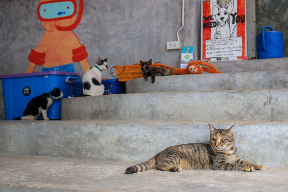 Koh Lanta Animal Welfare ©Jürgen Reichenpfader