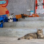 Koh Lanta Animal Welfare