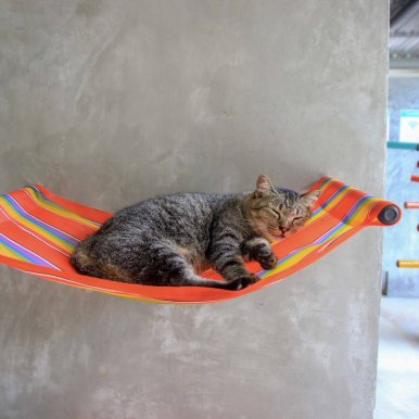 Koh Lanta Animal Welfare ©Jürgen Reichenpfader