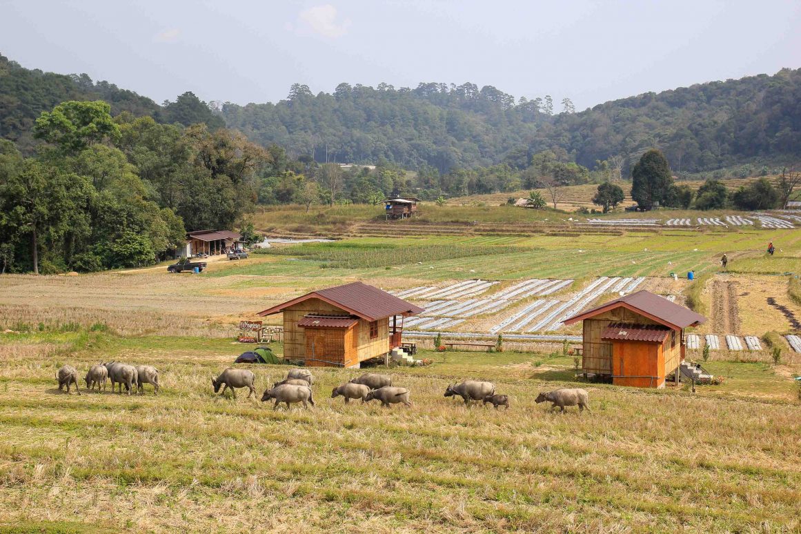 Ban Mae Klang Luang - Doi Inthanon Nationalpark ©Jürgen Reichenpfader
