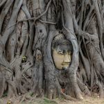 Wat Mahathat, Ayutthaya, Buddha Kopf im Baum, Thailand