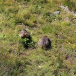 Marmot, Grossglockner High Alpine Road, Zell am See, Austria