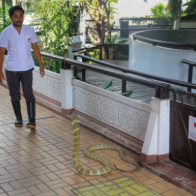 Snake Farm Bangkok ©Jürgen Reichenpfader