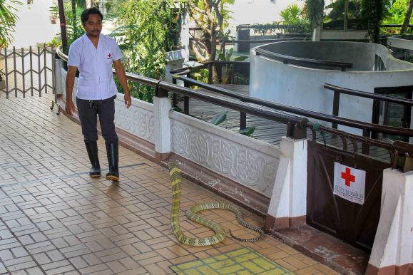Snake Farm Bangkok ©Jürgen Reichenpfader