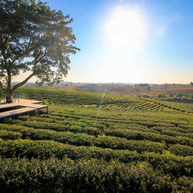Choui Fong Tea Plantation ©Jürgen Reichenpfader