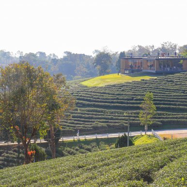 Choui Fong Tea Plantation - Teeplantage ©Jürgen Reichenpfader
