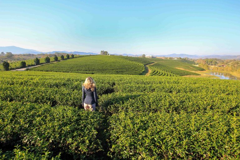 Choui Fong Tea Plantation, Teeplantage, Chiang Rai