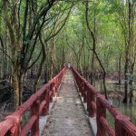 Mangroven, Krabi Stadt