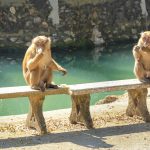 Monkey Temple, Wat Tham Pla & Fish Cave, Thailand