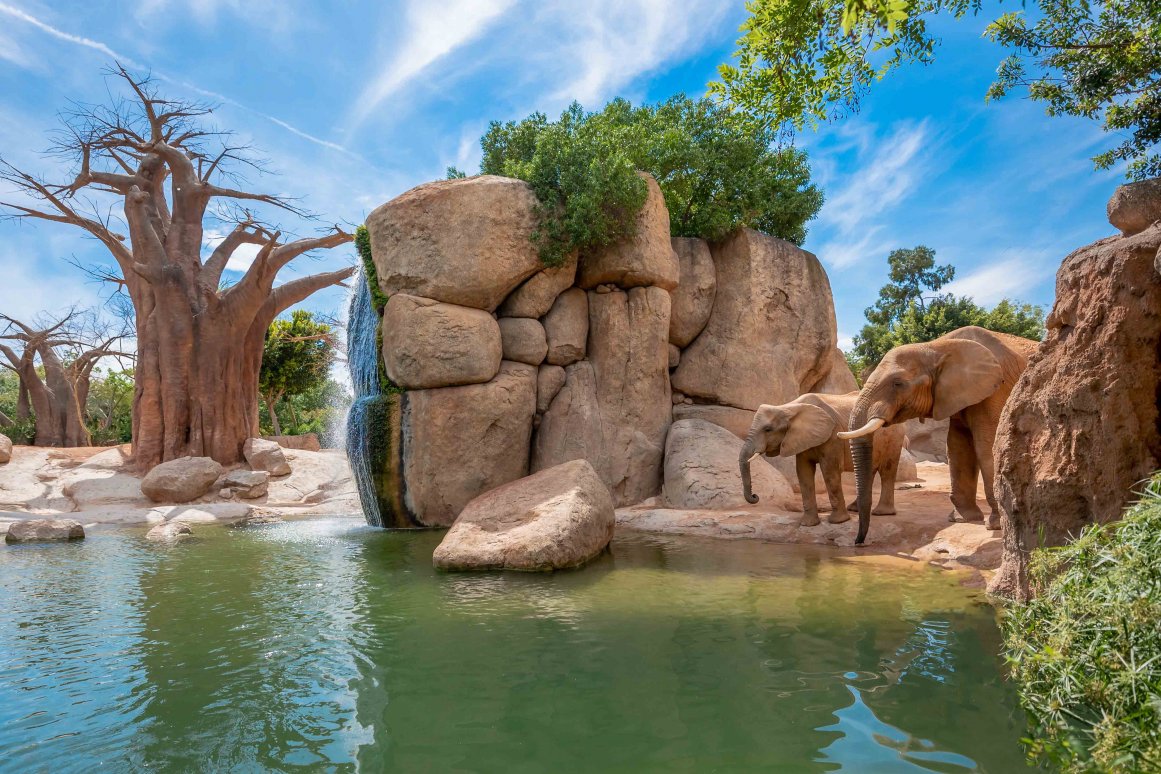 Le Bioparc Valencia (zoo) @Sebastián