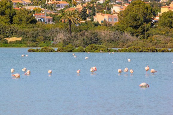 Calpe, Espagne - Flamants Roses @Jürgen Reichenpfader