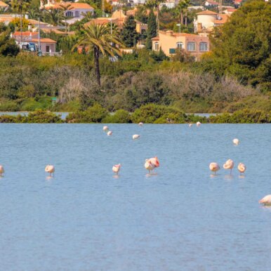 Calpe, Spanien - Flamingos im Salzsee @Jürgen Reichenpfader