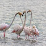 Flamants Roses, Calpe, Alicante, Costa Blanca, Espagne