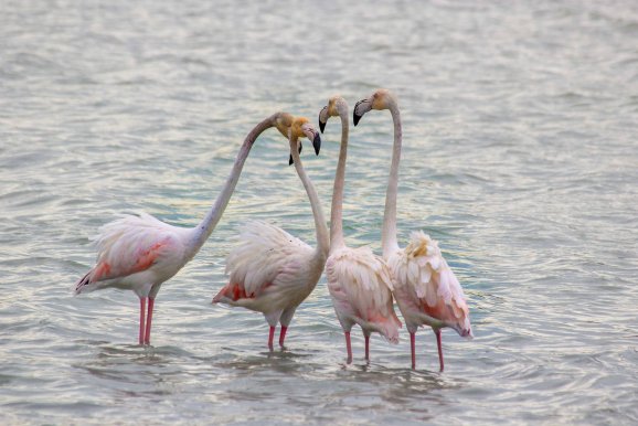 Calpe, Espagne - Flamants Roses @Jürgen Reichenpfader