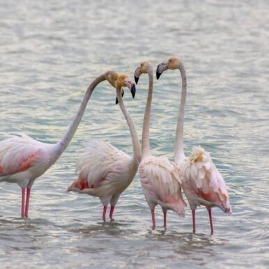 Calpe, Spanien - Flamingos im Salzsee @Jürgen Reichenpfader