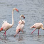 Calpe Flamingos Costa Blanca, Alicante, Spanien