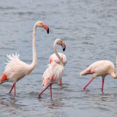 Calpe Flamingos - Costa Blanca, Alicante @Jürgen Reichenpfader