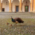 Schloss Eggenberg, Eggenberg Palace, Graz