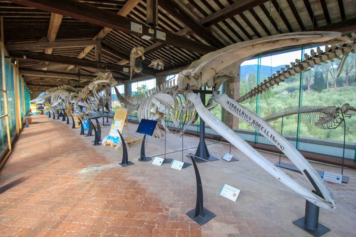 Le musée d'histoire naturelle - Pise - Italie ©Jürgen Reichenpfader