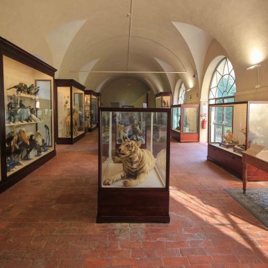 Le musée d'histoire naturelle - Pise - Italie ©Jürgen Reichenpfader