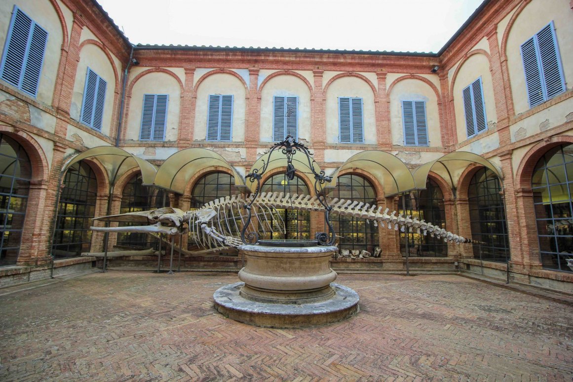 Musée d'histoire naturelle - Sienne ©Jürgen Reichenpfader