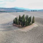 Cyprès de San Quirico d'Orcia, Val d'Orcia, Toscane, Italie