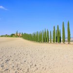 Val d'Orcia, Toscane, Avenue des cyprès Poggio Covili