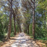 Forest Park Rovin, Golden Cap, Istria, Croatia