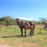 Parc ornithologique de Palud, Rovinj, Istrie, Croatie